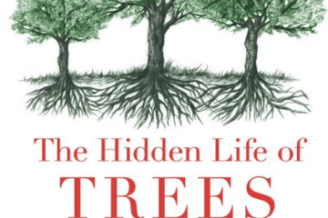 boek hidden life of trees