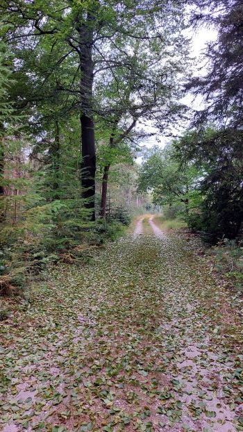 beech dropping leaves due to drought